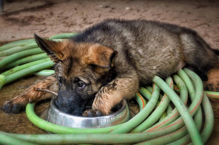 a German Shepherd dog eating from a bowl