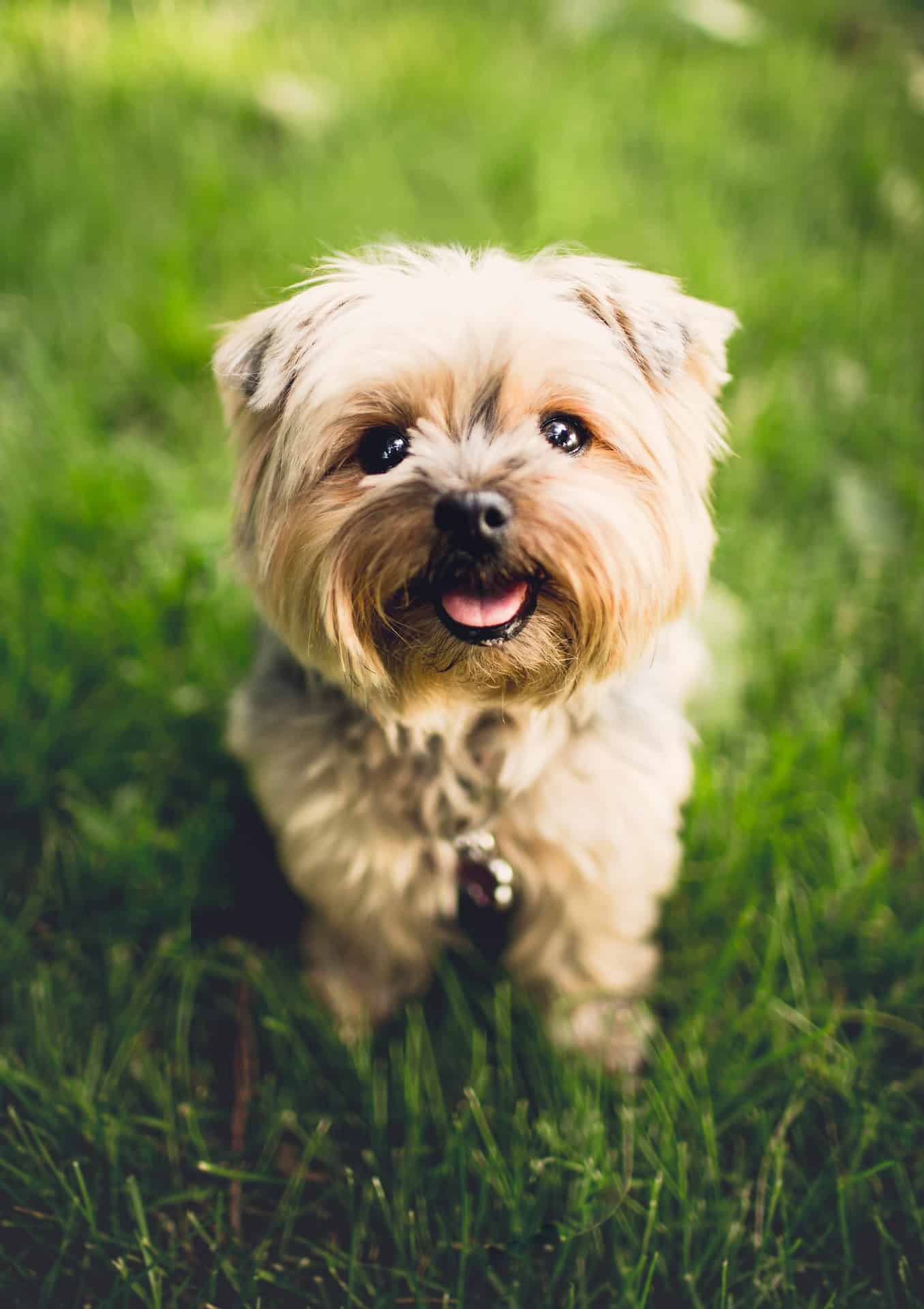 A Toy Breed Dog looking at the camera 