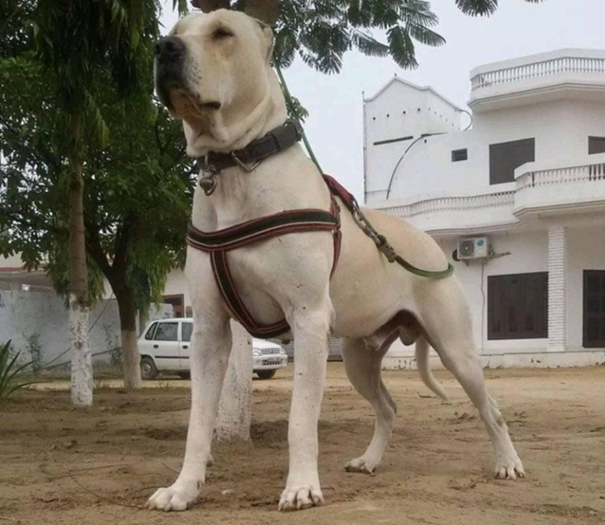 Bully Kutta dog