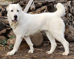 White coated Central Asian Shepherd Dog 