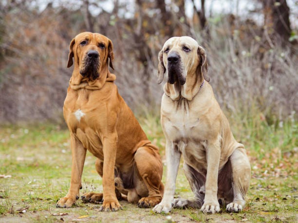  Two male Fila Brasileiro dog breeds 