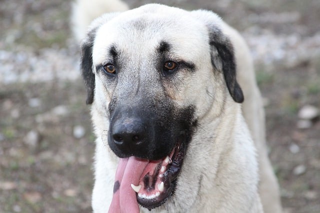 Kangal Shepherd dog 