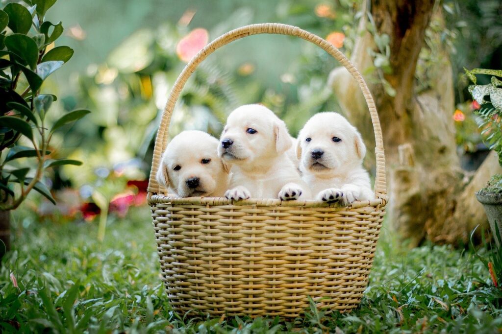 A litter of puppies in a basket 