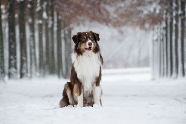 Australian Shepherd dog