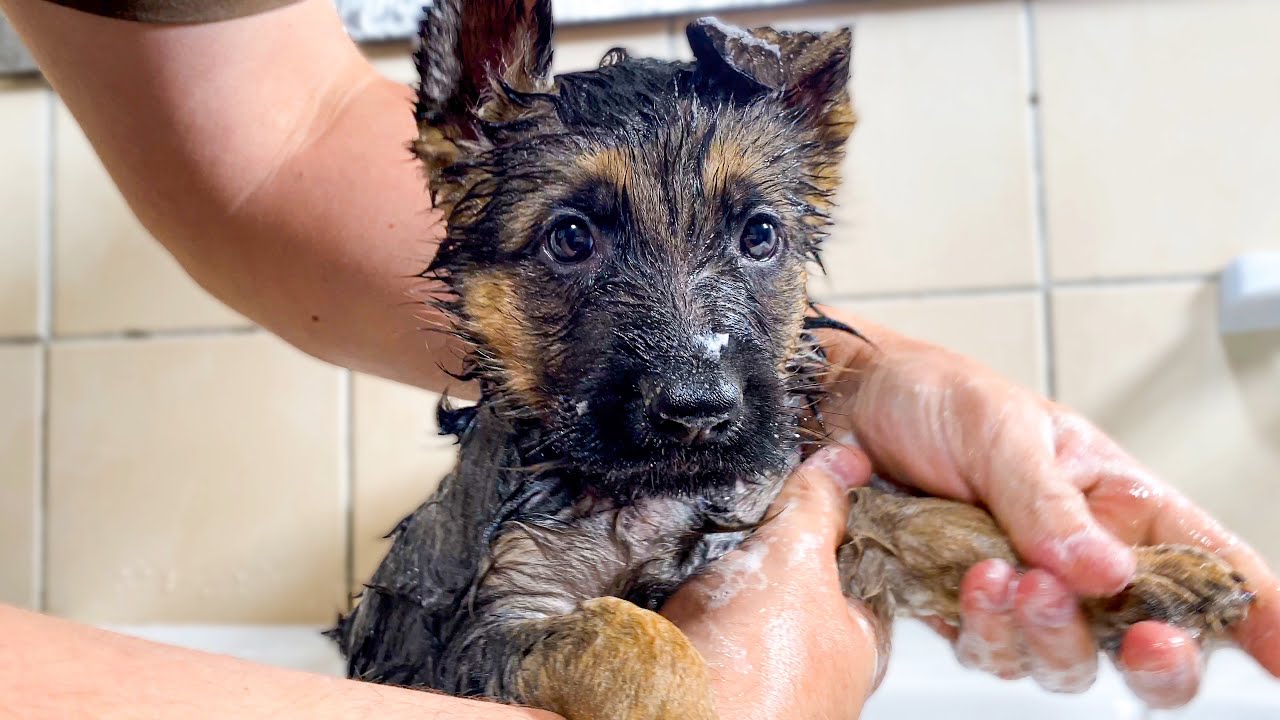 Bathing a gsd puppy