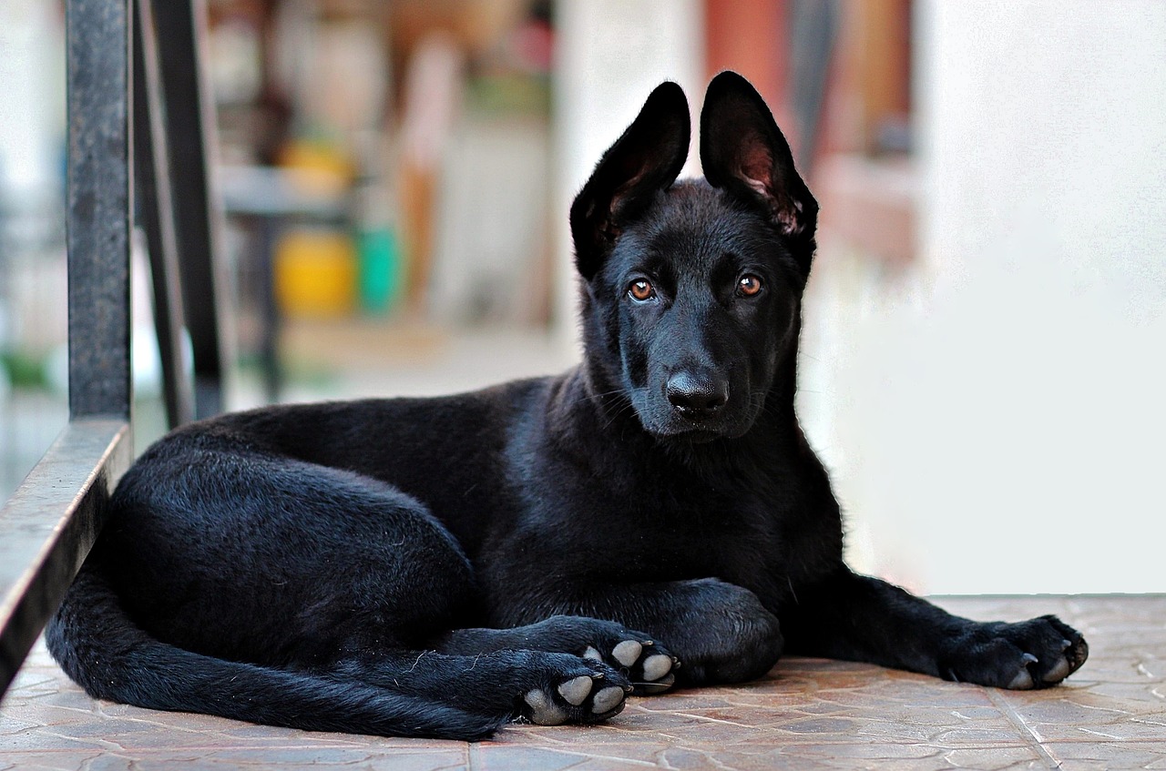 black-german-shepherd-2978323_1280