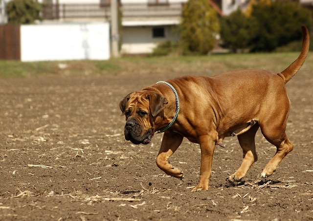 A muscular male Boerboel 