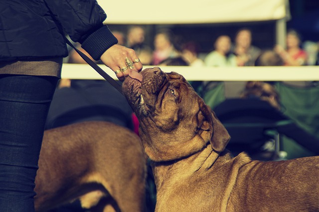 Dog licking owners hand 