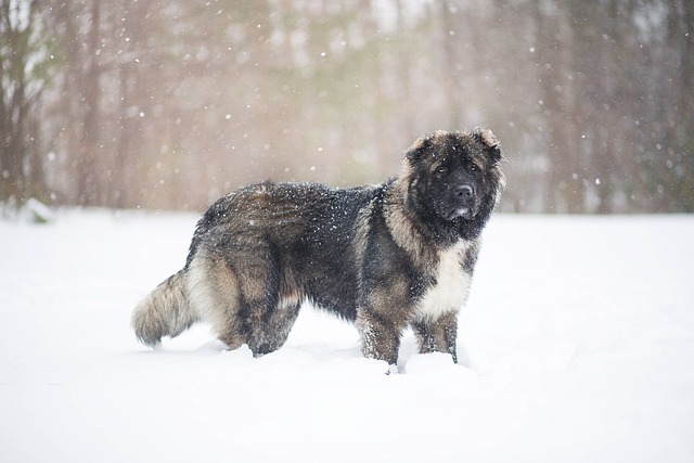 A Caucasian Shepherd Dog under the snow 