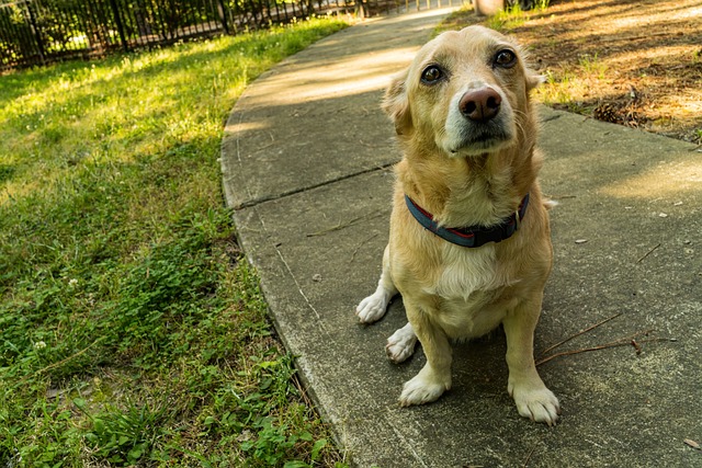 Anxious dog