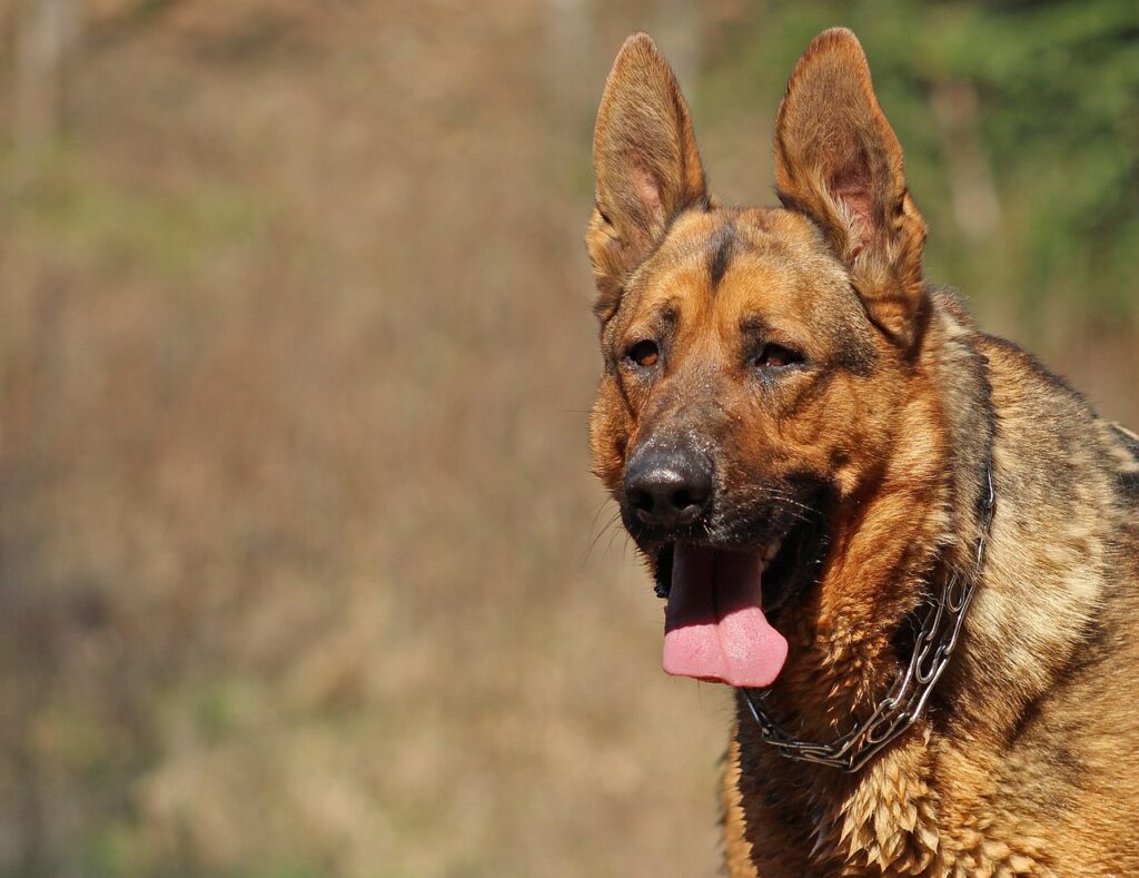 A German Shepherd after bathing