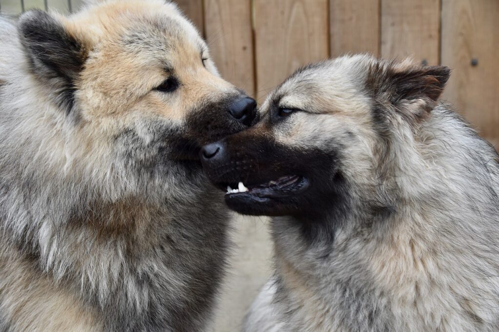 Male and female Kangal playing before the mate 