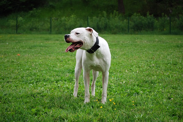 Dogo Argentino panting 