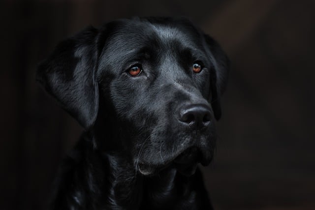 Labrador Retriever