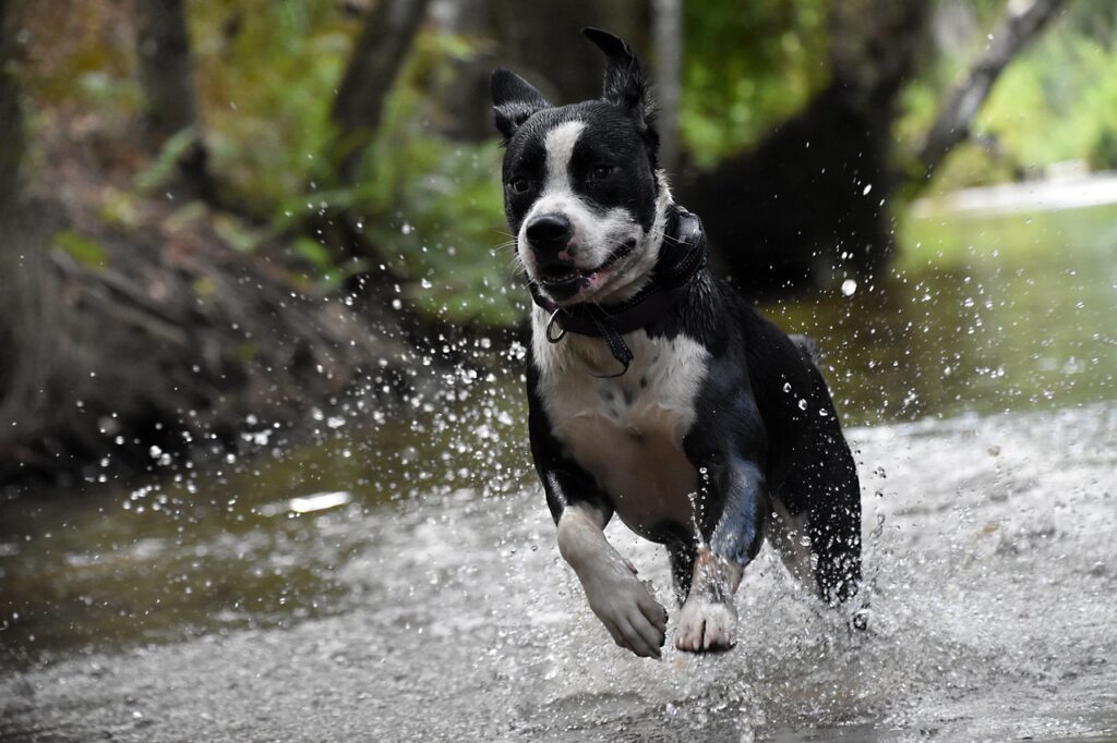 A rescue dog running 