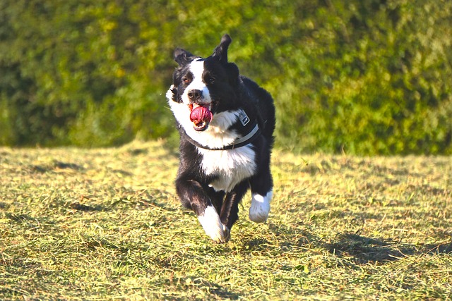  Bernese Mountain Dog