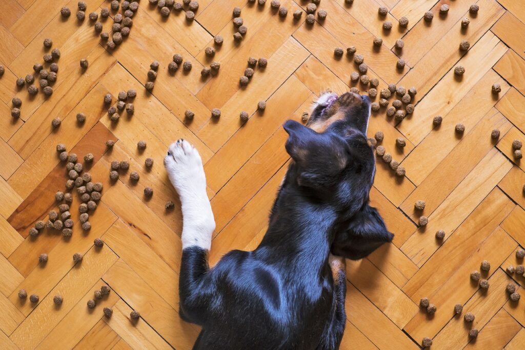 Black dog eating kibble dog food scattered on the ground 