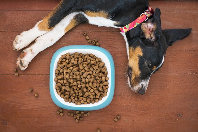 dog lying beside kibble 
