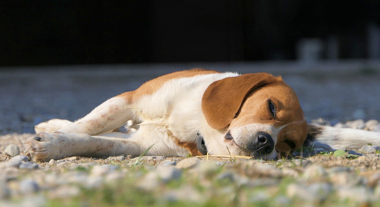 Puppy lying on the street 