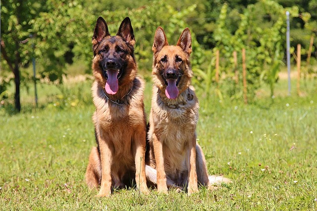 German Shepherd parents 
