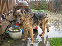 German shepherd bathe