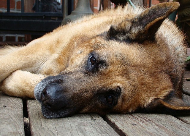 German Shepherd resting 