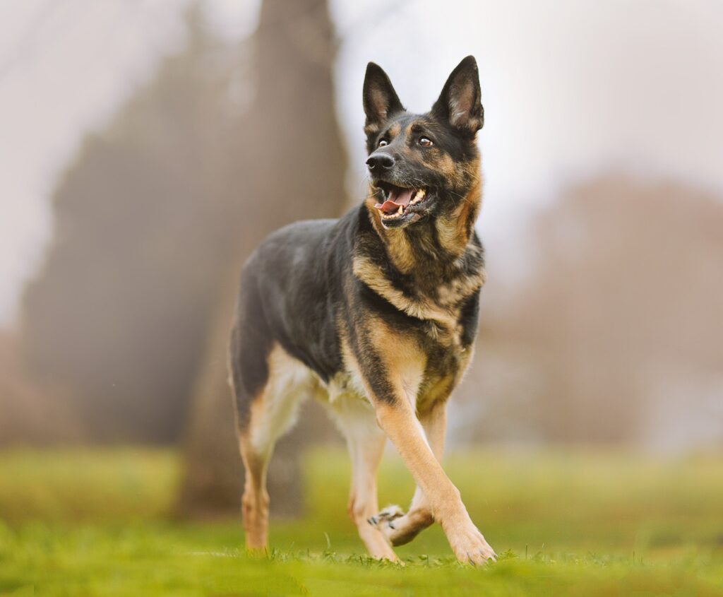 Adult German Shepherd