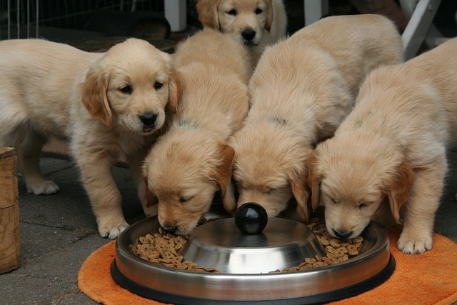  puppies eating dog food 