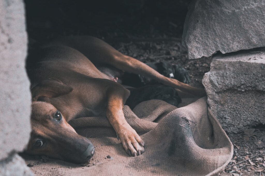 a female dog nursing her pups after birth