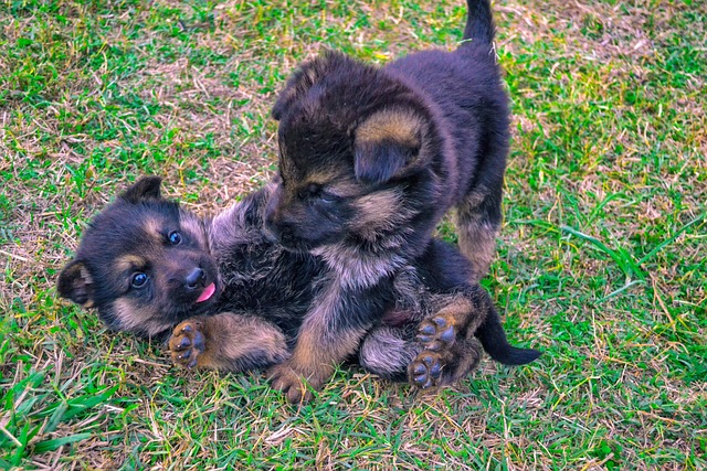 German Shepherd Puppies interacting 