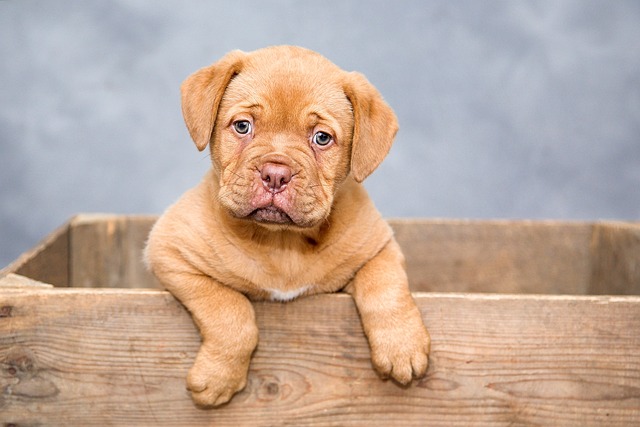 Puppy poking head out of a box 