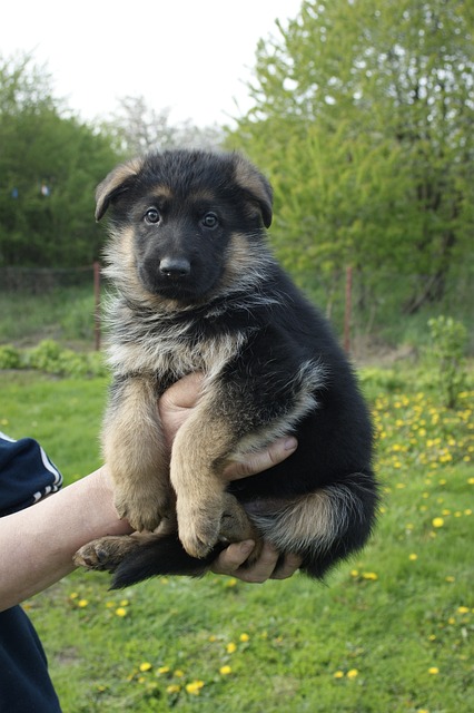 A dog breeder holding a German Shepherd puppy