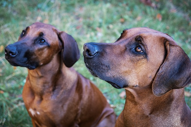 A male and female Rhodesian Ridgeback