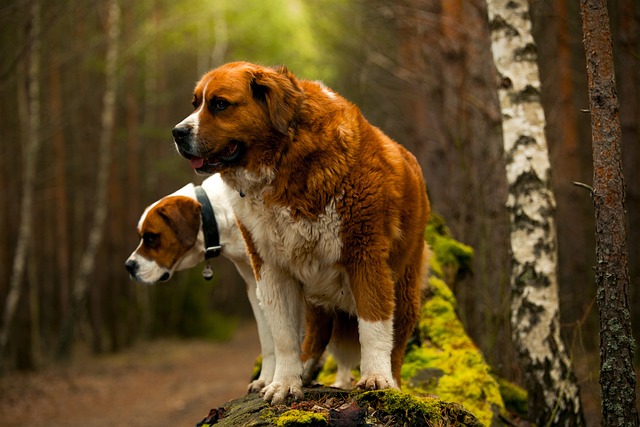 Saint Bernards 