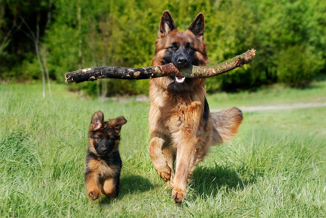 German Shepherd running with a stick in the mouth 