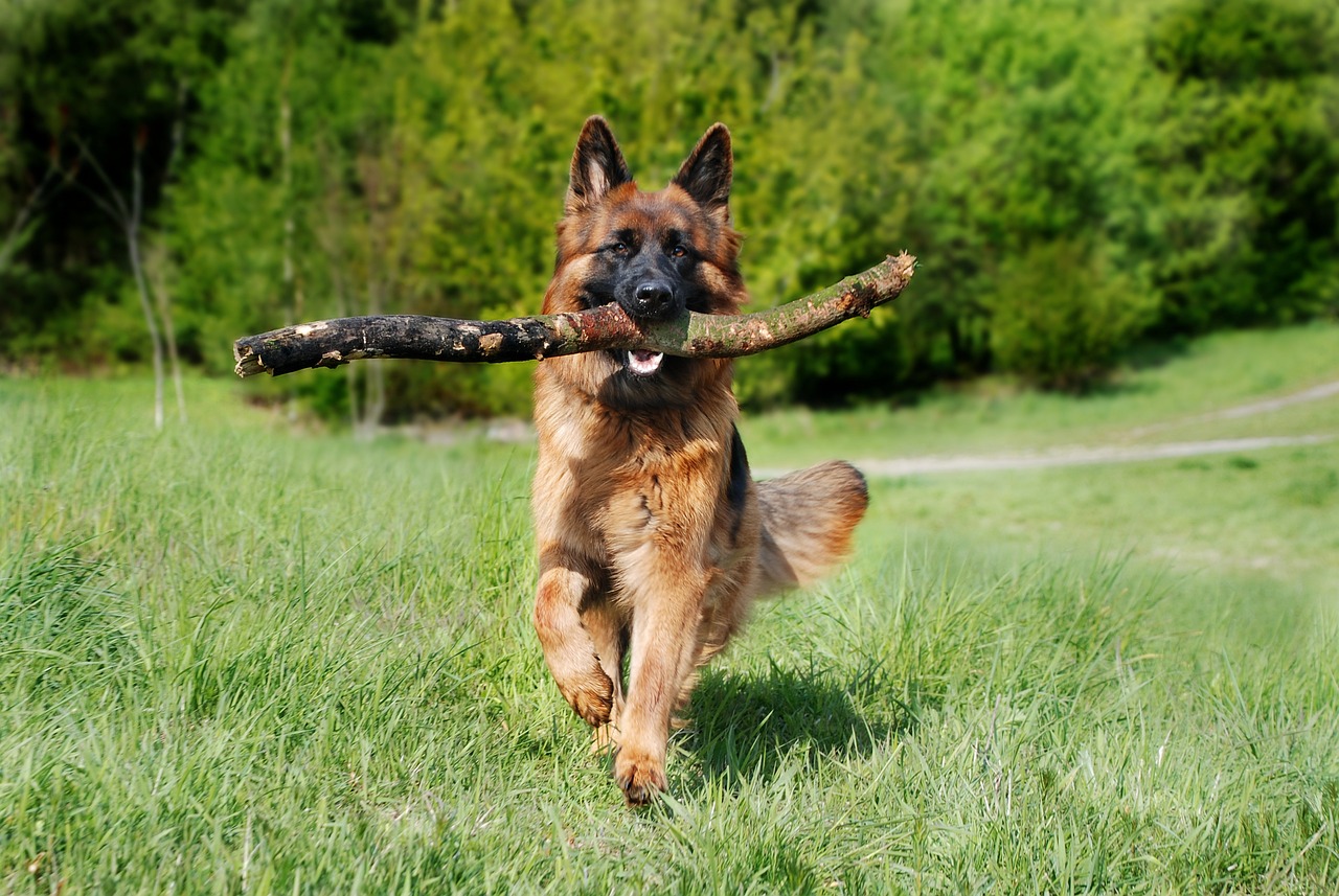 American German Shepherd outdoors 