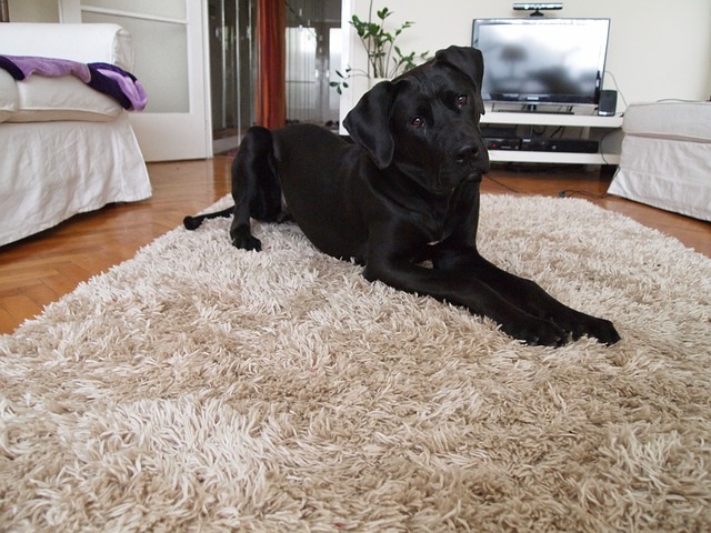 A Black Tosa Inu in the bedroom 