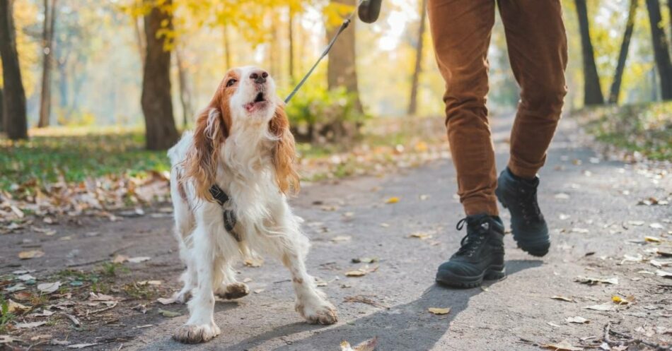 A dog with anxiety being socialized 