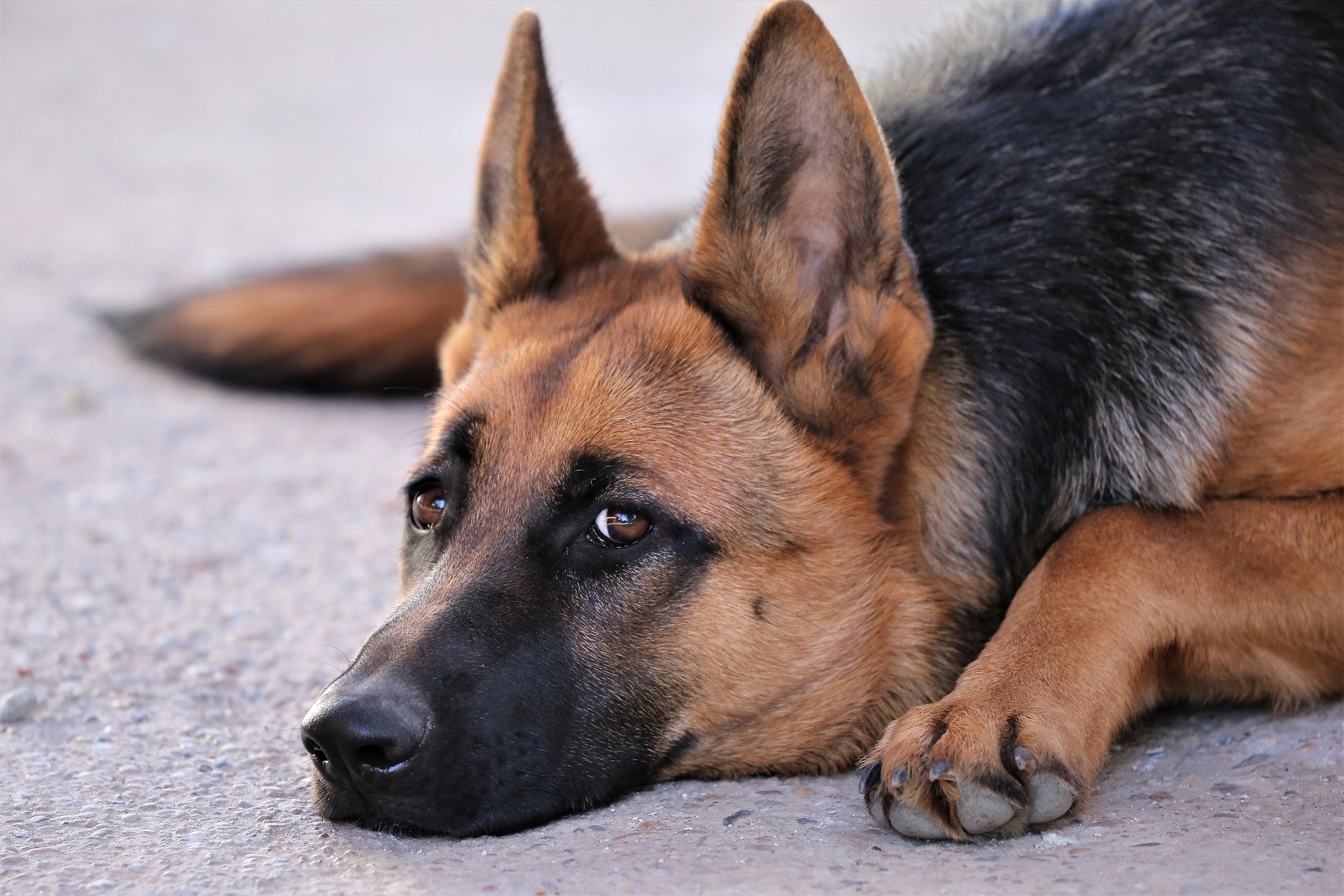 Female German Shepherd lying on the ground 