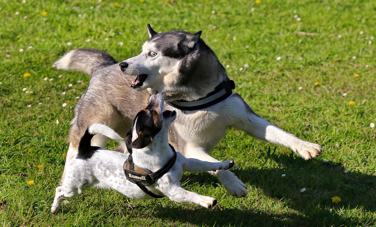 Younger and older dog playing 