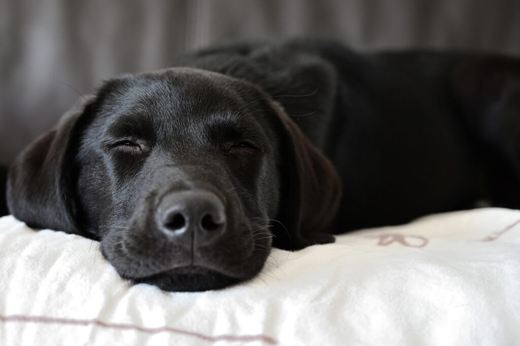 A pregnant Labrador sleeping