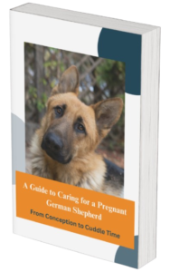 A Guide to Caring for Pregnant German Shepherds